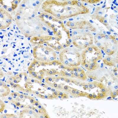Immunohistochemistry-Paraffin: Zeta Opioid Receptor Antibody - Azide and BSA Free [NBP2-94528]