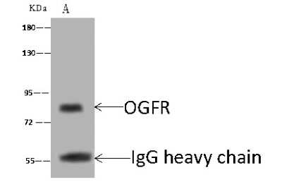 Immunoprecipitation: Zeta Opioid Receptor Antibody [NBP2-99484]