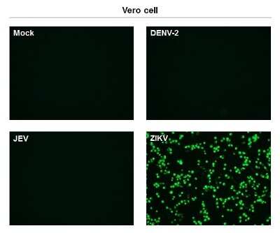 Immunocytochemistry/ Immunofluorescence: Zika Virus (H/PF/2013) Envelope Antibody (GT363) [NBP3-13587]