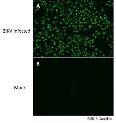 Immunocytochemistry/ Immunofluorescence: Zika Virus (H/PF/2013) Envelope Antibody [NBP3-13199]
