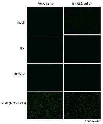 Immunocytochemistry/ Immunofluorescence: Zika Virus (H/PF/2013) Envelope Antibody [NBP3-13199]