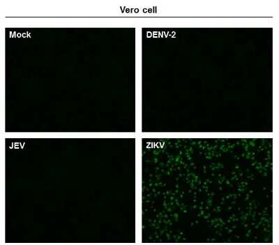 Immunocytochemistry/ Immunofluorescence: Zika Virus (H/PF/2013) Envelope Antibody [NBP3-13205]