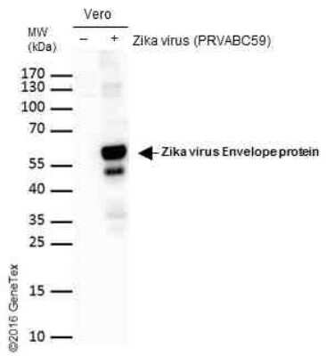 Western Blot: Zika Virus (H/PF/2013) Envelope Antibody [NBP3-13199]