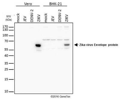 Western Blot: Zika Virus (H/PF/2013) Envelope Antibody [NBP3-13199]