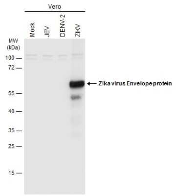 Western Blot: Zika Virus (H/PF/2013) Envelope Antibody [NBP3-13205]