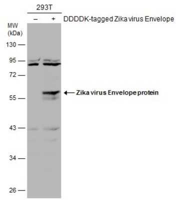 Western Blot: Zika Virus (H/PF/2013) Envelope Antibody [NBP3-13205]