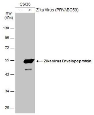 Western Blot: Zika Virus (H/PF/2013) Envelope Antibody [NBP3-13205]