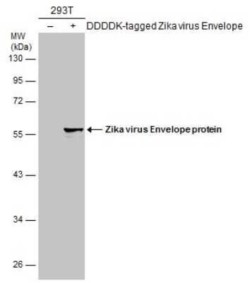 Western Blot: Zika Virus (H/PF/2013) Envelope Antibody [NBP3-13206]