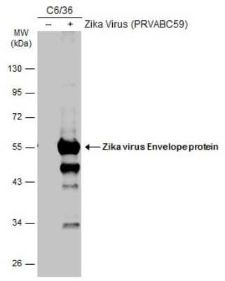 Western Blot: Zika Virus (H/PF/2013) Envelope Antibody [NBP3-13206]