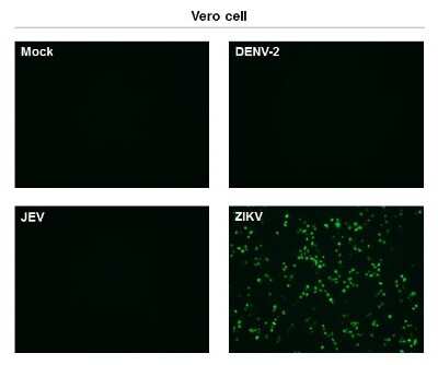 Immunocytochemistry/ Immunofluorescence: Zika virus (H/PF/2013) NS1 Antibody (GT281) [NBP3-13590]
