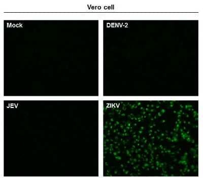 Immunocytochemistry/ Immunofluorescence: Zika virus (H/PF/2013) NS1 Antibody (GT5212) [NBP3-13589]