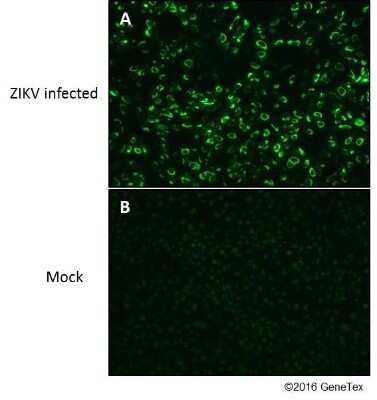 Immunocytochemistry/ Immunofluorescence: Zika virus (H/PF/2013) NS1 Antibody [NBP3-13194]