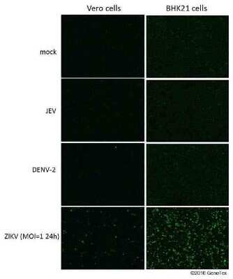 Immunocytochemistry/ Immunofluorescence: Zika virus (H/PF/2013) NS1 Antibody [NBP3-13194]