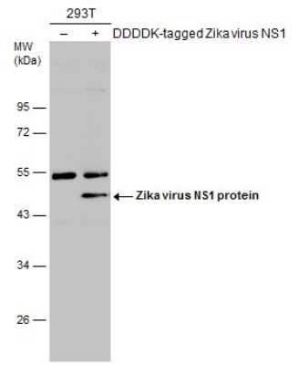 Western Blot: Zika virus (H/PF/2013) NS1 Antibody [NBP3-13194]