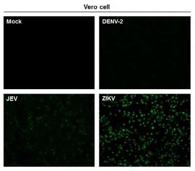 Immunocytochemistry/ Immunofluorescence: Zika virus NS3 Antibody [NBP3-13202]