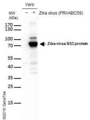 Western Blot: Zika virus NS3 Antibody [NBP3-13196]