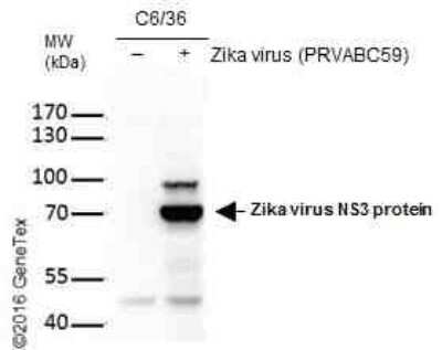 Western Blot: Zika virus NS3 Antibody [NBP3-13196]