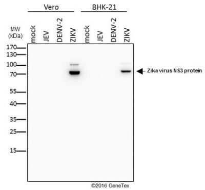 Western Blot: Zika virus NS3 Antibody [NBP3-13196]