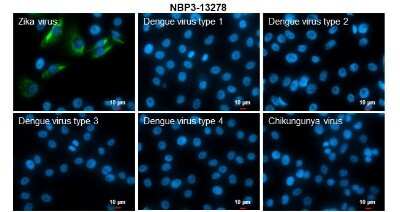 Immunocytochemistry/ Immunofluorescence: Zika virus NS4A Antibody [NBP3-13278]