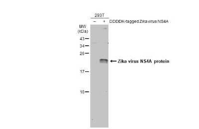Western Blot: Zika virus NS4A Antibody [NBP3-13278]