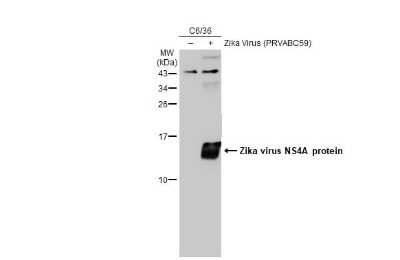 Western Blot: Zika virus NS4A Antibody [NBP3-13278]