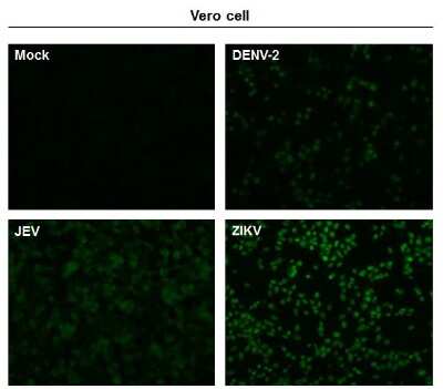 Immunocytochemistry/ Immunofluorescence: Zika virus NS5 Antibody [NBP3-13207]