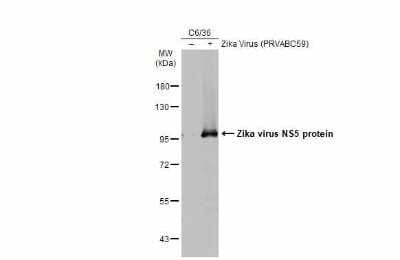 Western Blot: Zika virus NS5 Antibody [NBP3-13209]