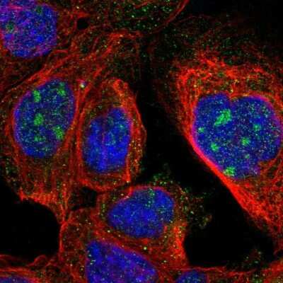 Immunocytochemistry/ Immunofluorescence: Zinc finger protein 324B Antibody [NBP1-92614]
