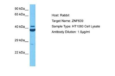 Western Blot: Zinc finger protein 639 Antibody [NBP2-88632]