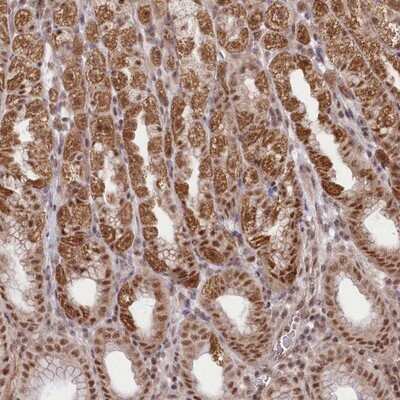 Immunohistochemistry-Paraffin: Zmat2 Antibody [NBP1-82026]