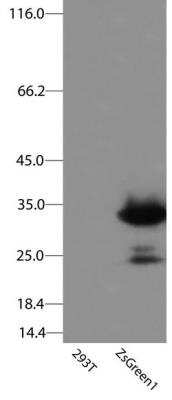 Western Blot: ZsGreen1 Antibody (OTI2C2) [NBP2-78866]