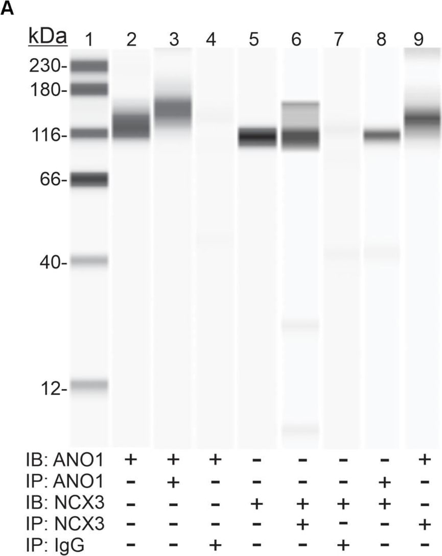 Detection of Mouse IgG by Western Blot