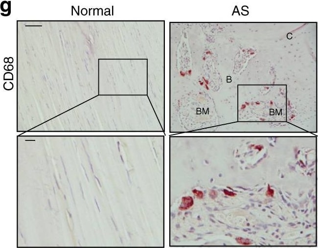 Detection of Human Normal Goat IgG Control by Immunohistochemistry
