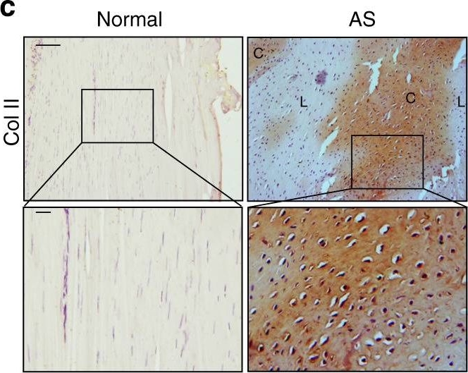 Detection of Human Normal Goat IgG Control by Immunohistochemistry