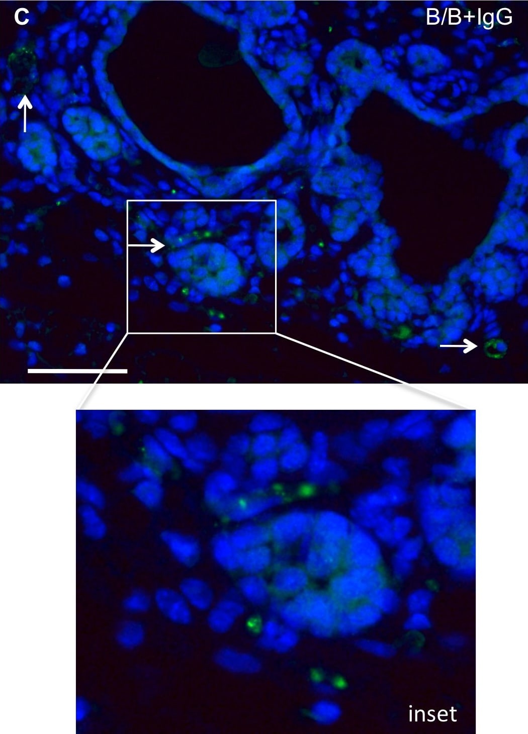 Detection of Mouse IgG by Immunocytochemistry/ Immunofluorescence