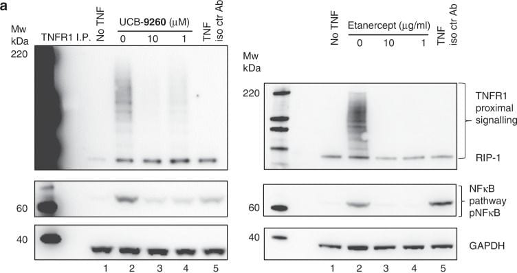 Detection of TNF RI/TNFRSF1A by Western Blot