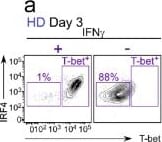 Detection of IFN-gamma by Flow Cytometry