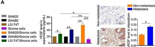 Detection of VEGF165 by Immunohistochemistry