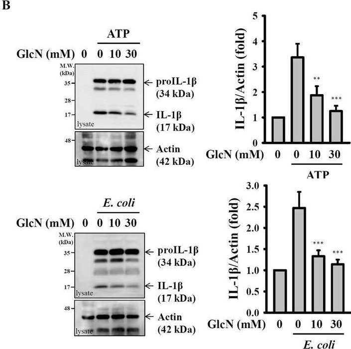 Detection of IL-1 beta /IL-1F2 by Western Blot