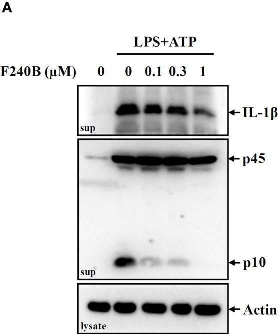 Detection of IL-1 beta /IL-1F2 by Western Blot