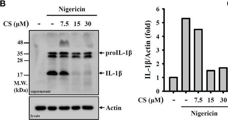 Detection of Mouse IL-1 beta /IL-1F2 by Western Blot