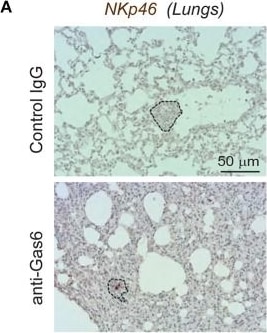 Detection of Gas6 by Immunohistochemistry