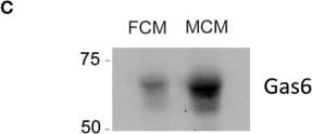 Detection of Gas6 by Western Blot