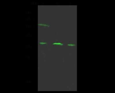 Western Blot: actin-related protein 2/3 complex subunit 1B Antibody [NBP2-99248]