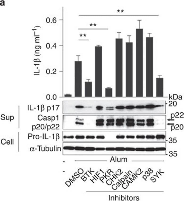 Detection of Human IL-1 beta/IL-1F2 by Western Blot