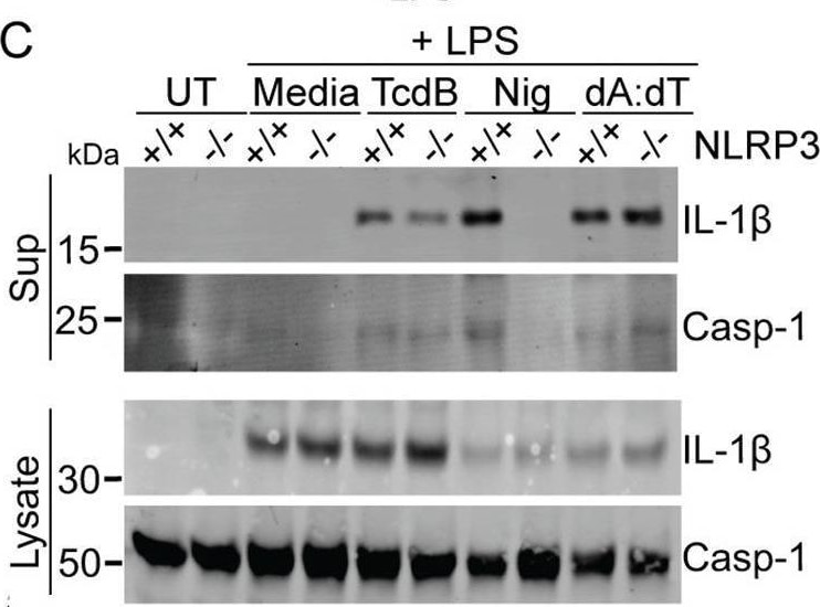 Detection of IL-1 beta /IL-1F2 by Western Blot