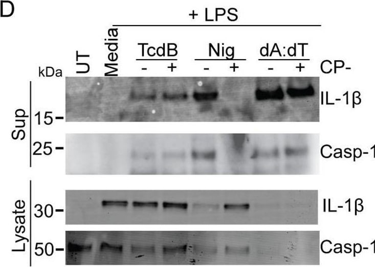 Detection of IL-1 beta /IL-1F2 by Western Blot