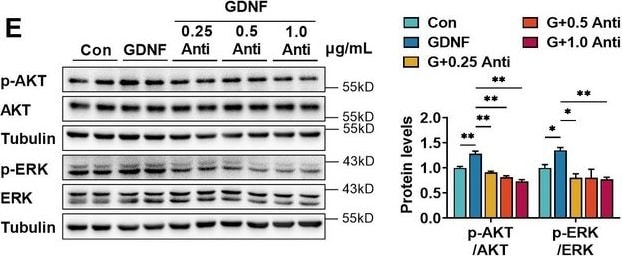 Detection of GDNF by Western Blot