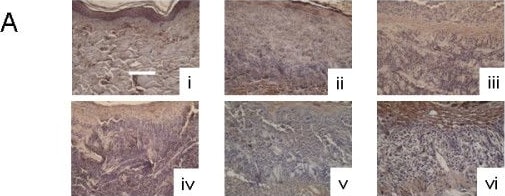 Detection of Porcine KGF/FGF-7 by Immunohistochemistry-Paraffin