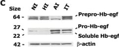 Detection of Mouse HB-EGF by Western Blot